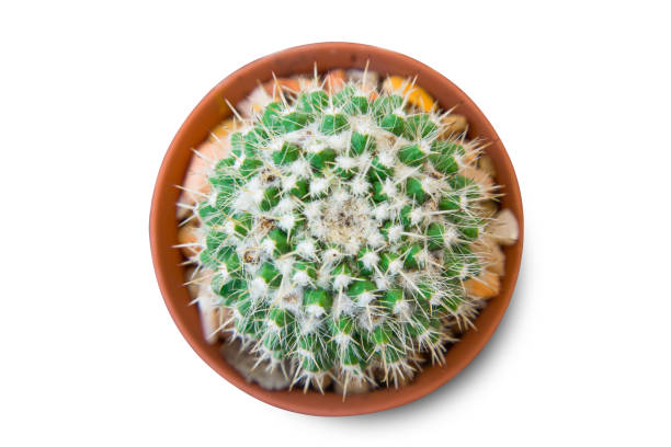 istock Cactus isolated on white background. Minimal style for cactus trendy. 937158826