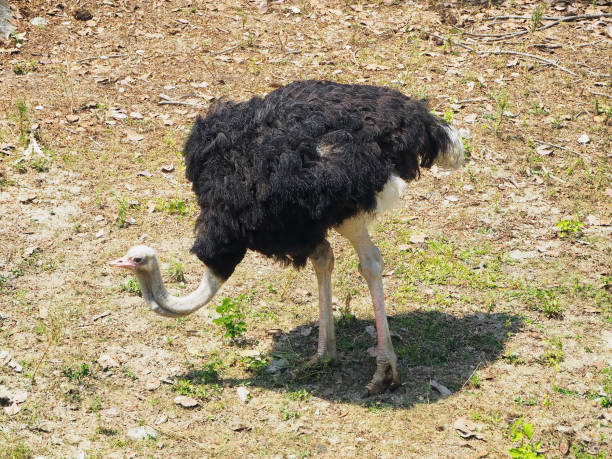 istock A Black Ostrich in the Safari Park 937171788
