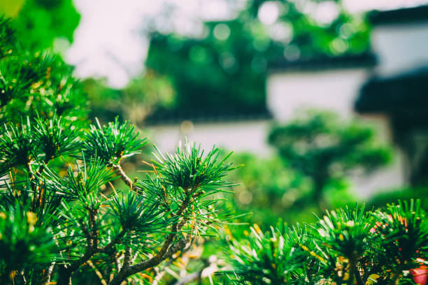 Green tree in Suzhou garden,China