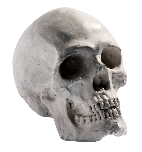istock Toy model of a human skull 937182714
