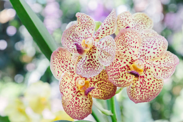 Orchid flower in orchid garden at winter or spring day for postcard beauty and agriculture idea concept design. Vanda denisoniana orchid or Ascocenda Kenny Gold orchid. Orchid flower in orchid garden at winter or spring day for postcard beauty and agriculture idea concept design. Vanda denisoniana orchid or Ascocenda Kenny Gold orchid. vanda denisoniana stock pictures, royalty-free photos & images