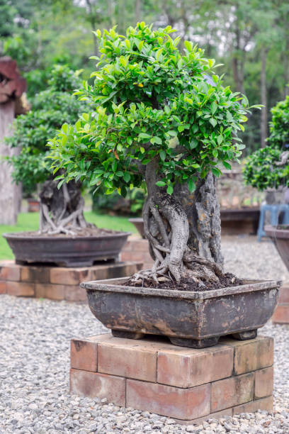 istock Bonsai tree on ceramic pot in bonsai garden for design. 937187148
