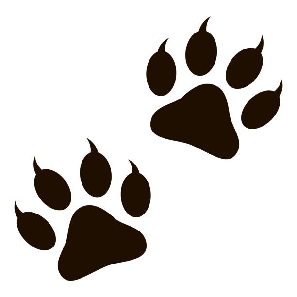 Paw Print Stock Illustration - Download Image Now - Claw, Tiger, Icon -  iStock