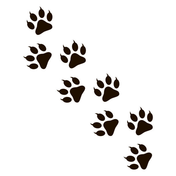 Paw Print Stock Illustration - Download Image Now - Paw Print, Tiger, Wolf  - iStock