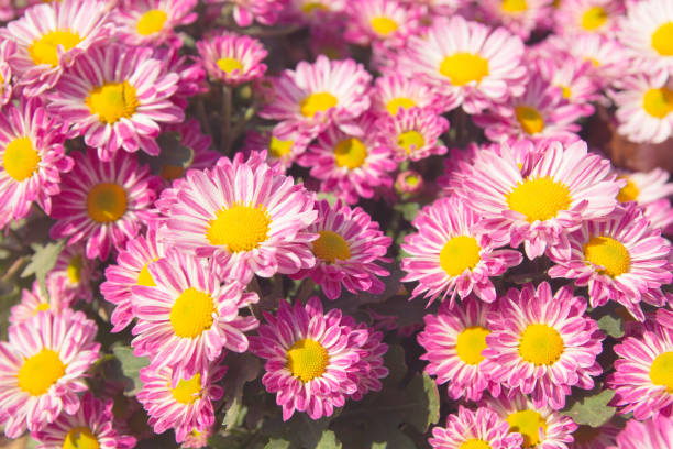 istock Beautiful pink chrysanthemum flower background 937187878