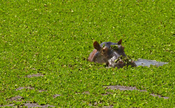 istock hippo in the swamp 937188128
