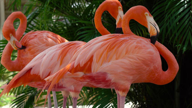 Pink flamingo close-up