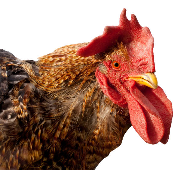 istock Rooster, Bird Isolated over White Background 937190616