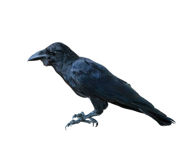 istock side view full body of black feather raven bird isolated white background 937193374