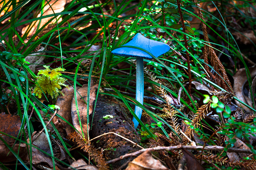 An Entoloma hochstetteri mushroom on the forest floor on New Zealand's south island.