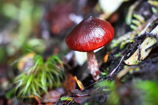 A wine cap stropharia (Stropharia rugosoannulata) in Arthur's Pass National Park, New Zealand.