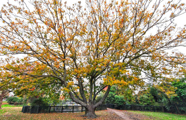 cores de outono em um grande carvalho na nova zelândia - oak new zealand rotorua zealand - fotografias e filmes do acervo