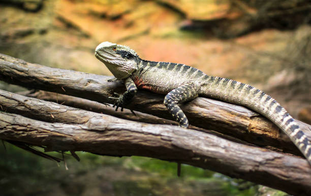 istock Australian Water Dragon Resting on a Branch 937202280