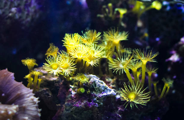 istock Small Yellow Sea Anemones Under Water 937202286