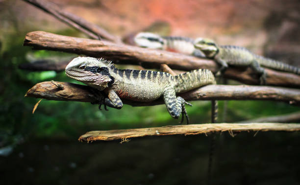 istock Australian Water Dragons Resting on a Branch 937202296