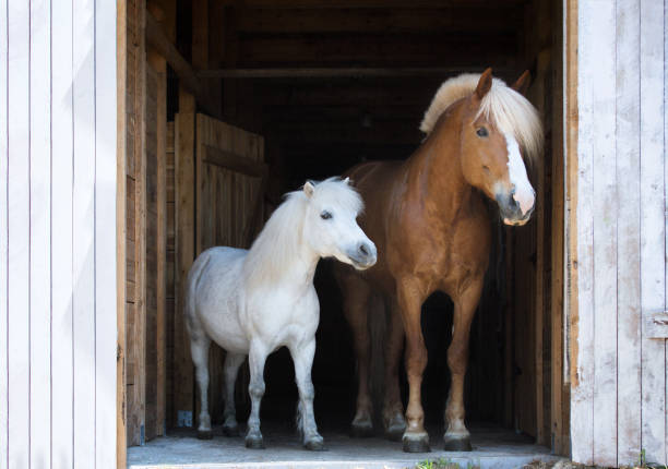 cheval de harnais rouge avec un poney shetland dans l’écurie. - pony photos et images de collection