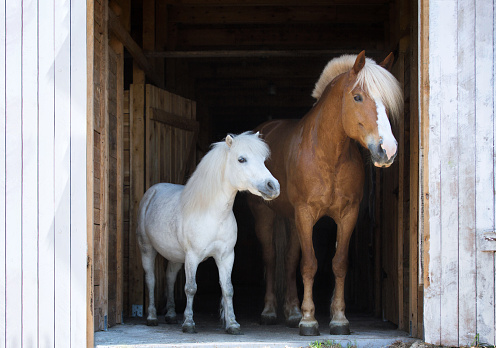 Portrait of two horses posing in the stable.