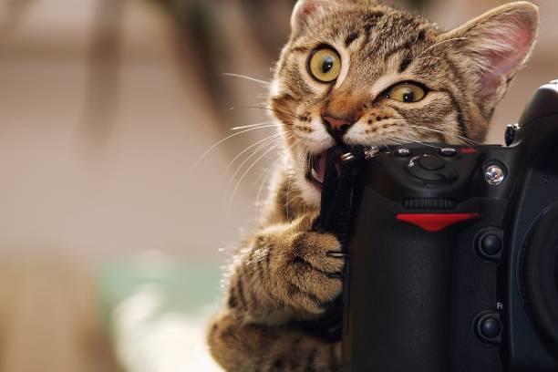 gato divertido con una cámara - mascota fotos fotografías e imágenes de stock