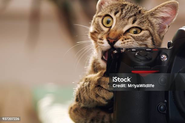 Funny Cat With A Camera Stock Photo - Download Image Now - Domestic Cat, Camera - Photographic Equipment, Humor