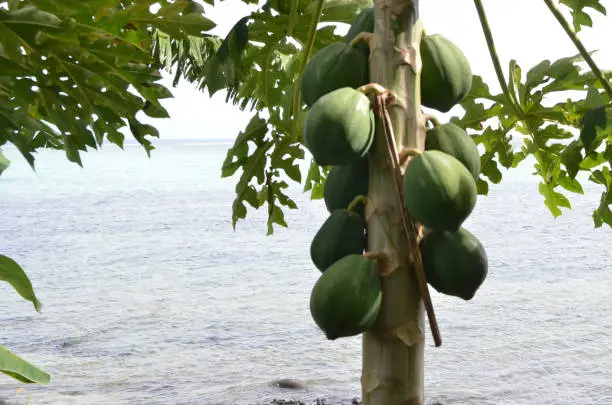 Photo of Fijian pawpaw