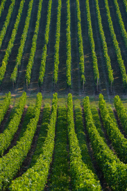 vignoble paysage au vignoble sud-ouest de la france, bordeaux viney - sultana california photos et images de collection