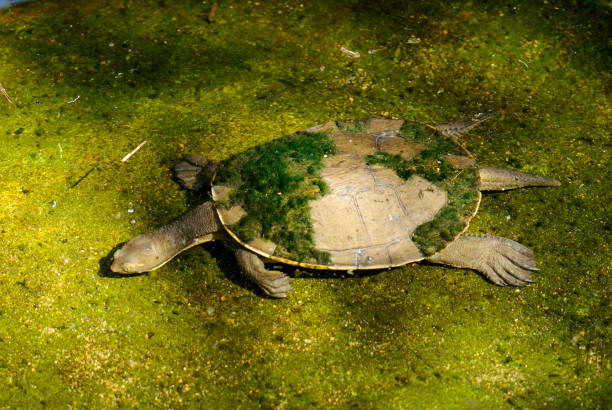 kreffts tortue (emydura macquarii krefftii) - turtle photos et images de collection