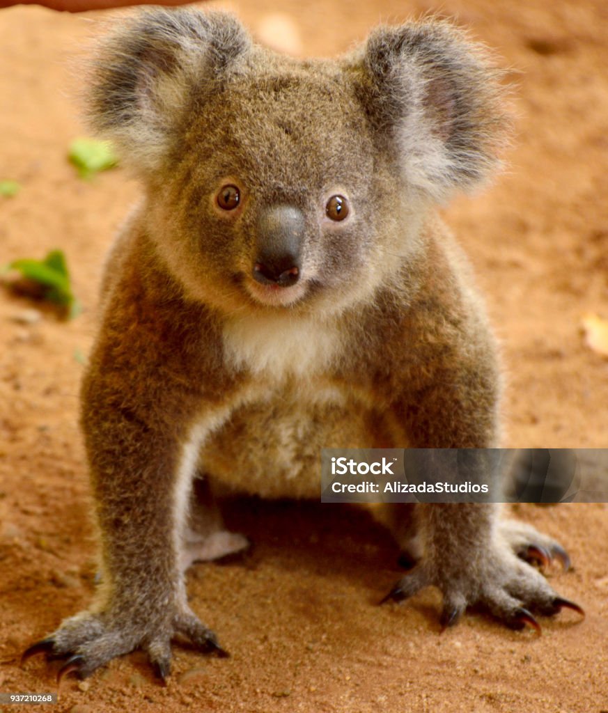 Baby koala on the ground Baby koala on the ground in Queensland, Australia. Koala Stock Photo