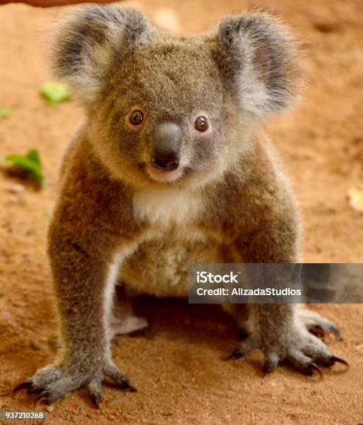 Baby Koala On The Ground Stock Photo - Download Image Now - Koala, Animal Family, Walking