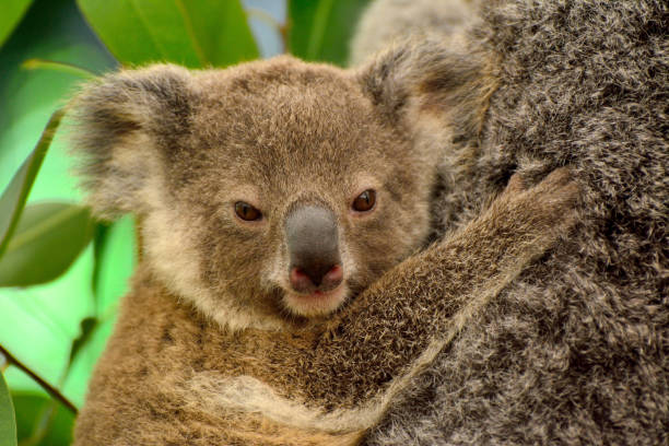 istock Portrait of baby koala 937210296