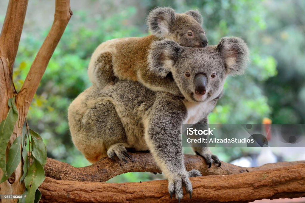 Mother koala with baby on her back Mother koala with baby on her back, on eucalyptus tree. Koala Stock Photo