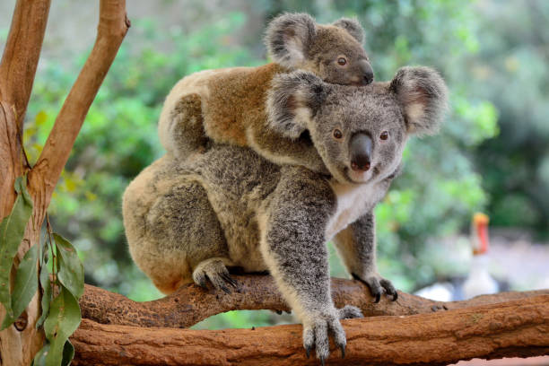Mother koala with baby on her back Mother koala with baby on her back, on eucalyptus tree. animal family stock pictures, royalty-free photos & images