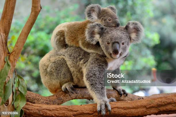 Mother Koala With Baby On Her Back Stock Photo - Download Image Now - Koala, Australia, Animal