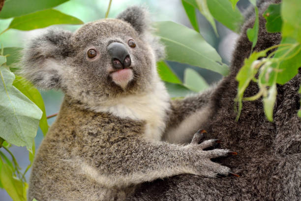 istock Portrait of baby koala 937210320
