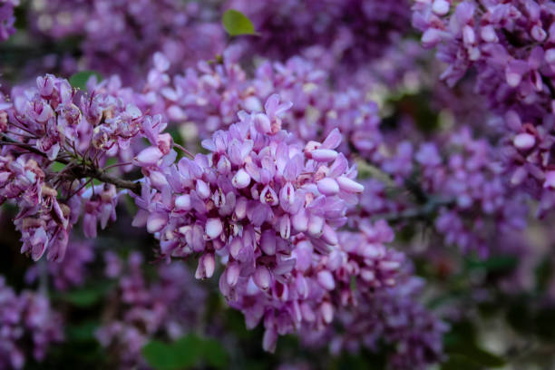 istock colors of Israel 937210332