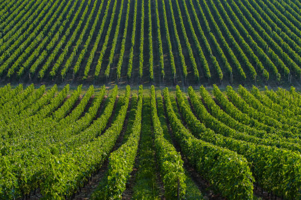 vignoble paysage au vignoble sud-ouest de la france, bordeaux viney - sultana california photos et images de collection