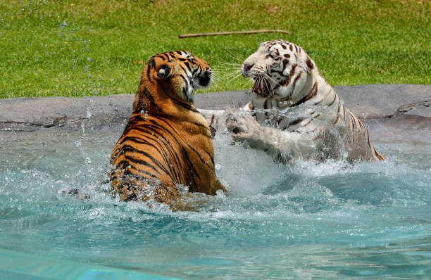 istock White and Bengali tigers playing and fighting in water. 937210578