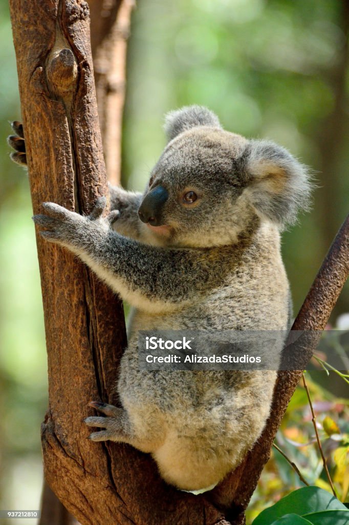 Baby koala on eucalyptus tree Baby koala on eucalyptus tree in Queensland, Australia. Sydney Stock Photo