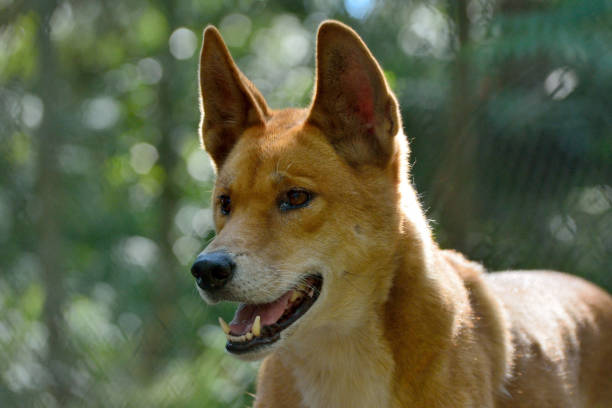 chien de dingo (lupus dingo) - downunder photos et images de collection