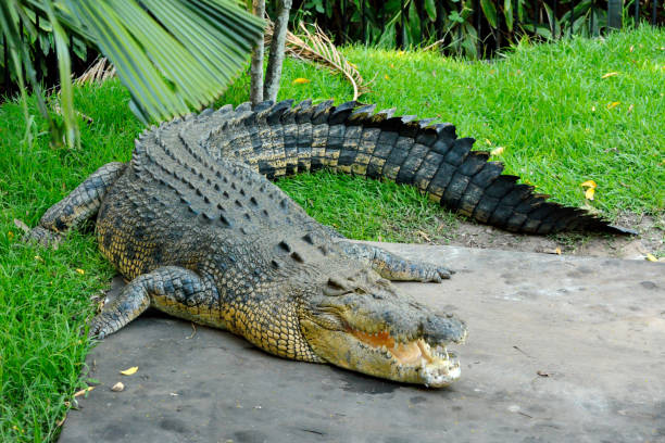 260+ Crocodile Tongue Stock Photos, Pictures & Royalty-Free Images