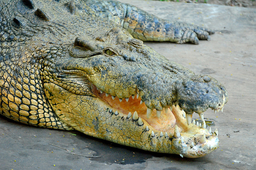 Head of saltwater crocodile (Crocodylus porosus) with open mouth.