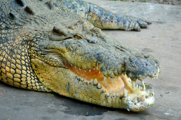 saltwater crocodile (crocodylus porosus) - kakadu imagens e fotografias de stock