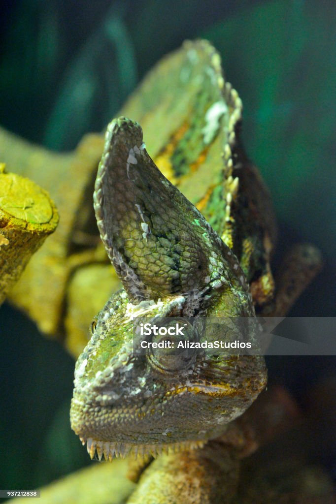 Chameleon (Chamaeleonidae) lizard. Portrait of Chameleon (Chamaeleonidae) lizard. Africa Stock Photo