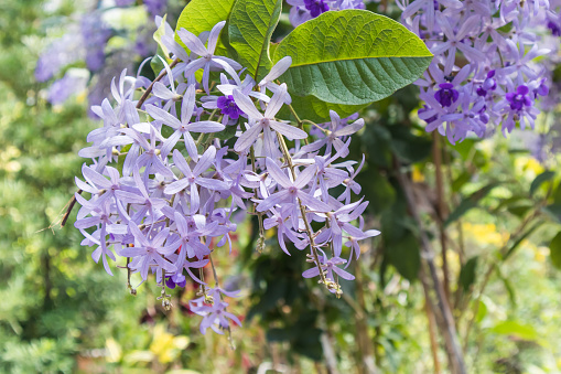 Sandpaper Vine Flowers (Scientific name: Petrea Volubilis) Purple Flowers in Natural Light