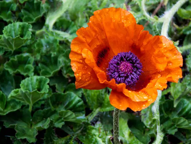 Poppy flower in bloom with water droplets visible on petals