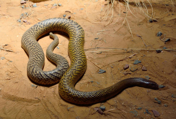 Inland taipan (Oxyuranus microlepidotus) Inland taipan (Oxyuranus microlepidotus) is the most venomous snake in the world, endemic to central Australia. downunder stock pictures, royalty-free photos & images