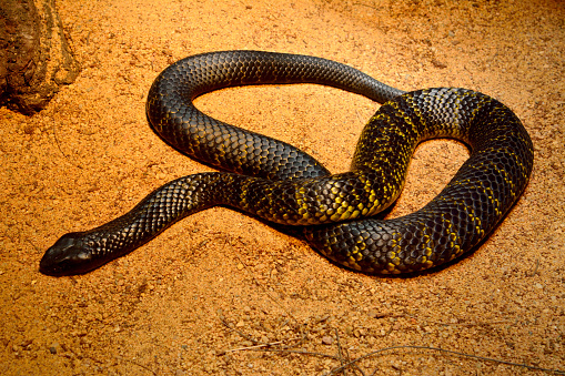Black tiger snake (Notechis ater humphreysi) on brown sand.