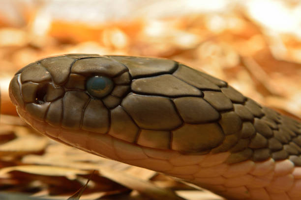 istock Head of king cobra snake (Ophiophagus Hannah) 937217750
