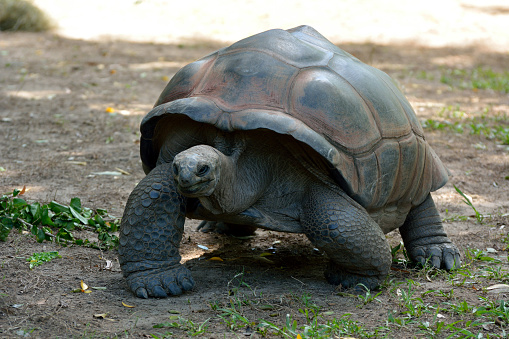 Galapagos giant tortoise (Chelonoidis nigra) are the largest living species of tortoise.