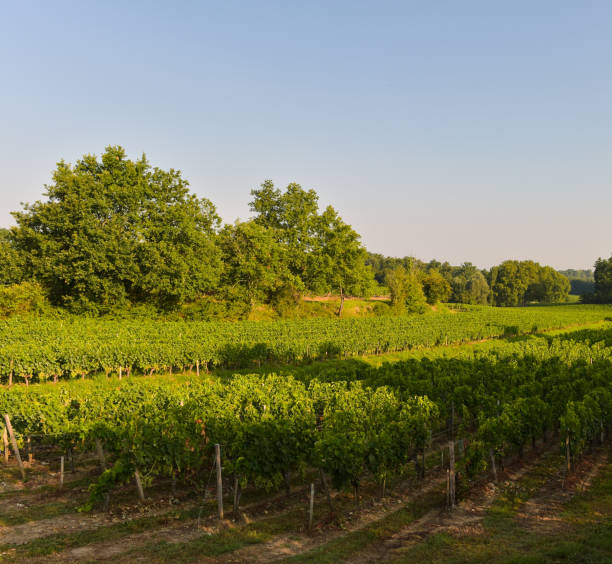 ブドウ園のブドウ園の風景－南西フランスのボルドー viney - sultana california ストックフォトと画像