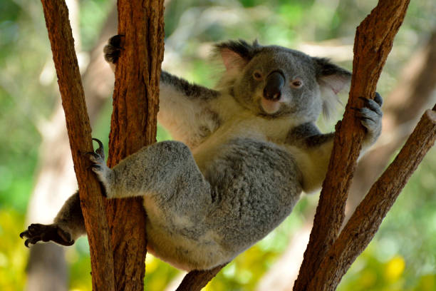 koala divertente appoggiato sull'albero di eucalipto - koala australia sydney australia animal foto e immagini stock